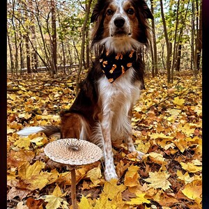 May include: A dog with brown, white, and black fur wearing a black bandana with orange foxes sits in a forest surrounded by yellow leaves. A large mushroom with a spotted cap is in the foreground.