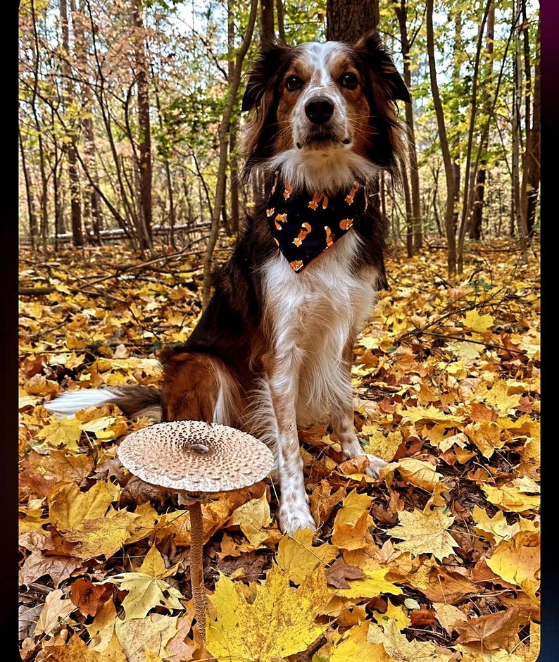 May include: A dog with brown, white, and black fur wearing a black bandana with orange foxes sits in a forest surrounded by yellow leaves. A large mushroom with a spotted cap is in the foreground.