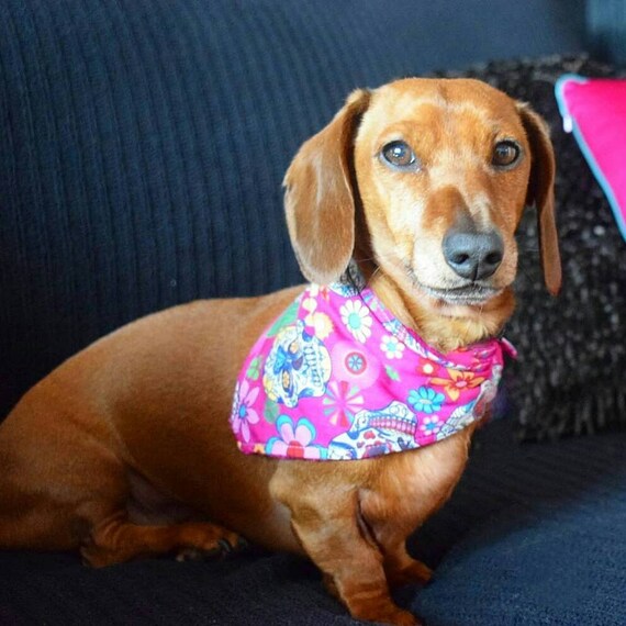 mexican dog bandana