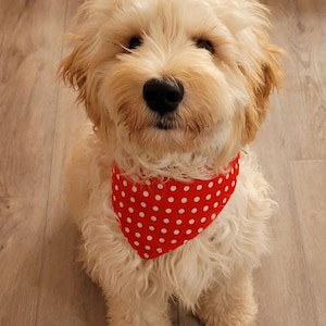 May include: A fluffy, cream-colored dog with a red polka-dot bandana. The dog is looking directly at the camera. The bandana is a triangle shape and is tied around the dog's neck. The dog's fur is long and wavy.