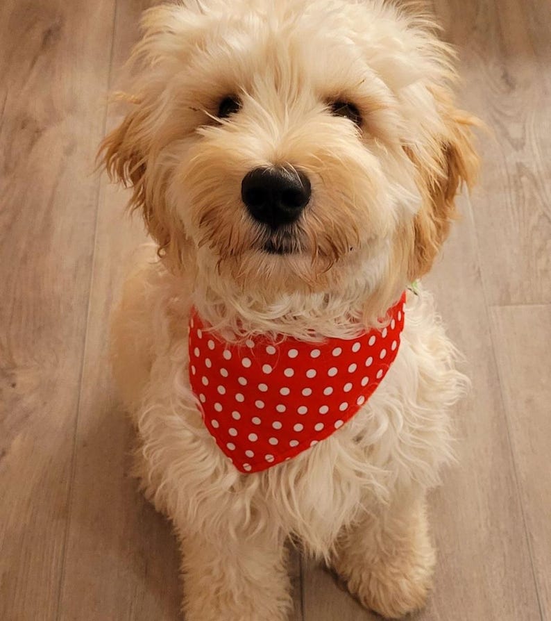 May include: A fluffy, cream-colored dog with a red polka-dot bandana. The dog is looking directly at the camera. The bandana is a triangle shape and is tied around the dog's neck. The dog's fur is long and wavy.