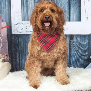 May include: A brown and white dog wearing a red and black plaid bandana. The dog is sitting on a white fluffy surface and looking directly at the camera.