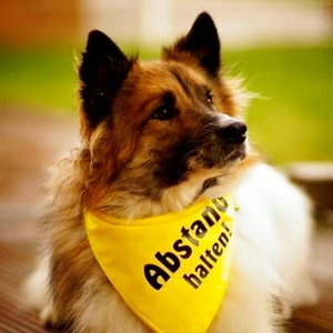 May include: A medium-sized dog with brown and white fur wearing a yellow bandana. The bandana has black text that reads "Abstand halten!" The dog is looking up, with a blurred green background.