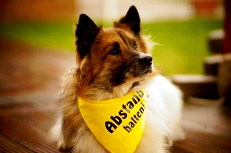 May include: A medium-sized dog with brown and white fur wearing a yellow bandana. The bandana has black text that reads "Abstand halten!" The dog is looking up, with a blurred green background.