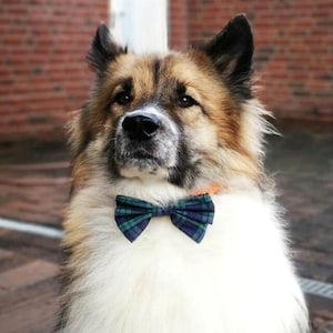 Op de afbeelding: Een bruine en witte hond met een blauwe en groene geruite strik. De hond kijkt omhoog en heeft een serieuze uitdrukking op zijn gezicht.