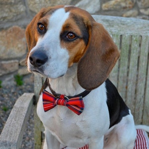 Op de afbeelding: Een beagle-hond met een rode en zwarte geruite strik. De hond zit op een houten bank met een stenen muur op de achtergrond.