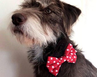 Puede incluir: Un perro de tamaño mediano con pelaje marrón y blanco, que lleva una pajarita roja con lunares blancos. El perro mira hacia la izquierda. La pajarita es un accesorio brillante. La imagen está bien iluminada.