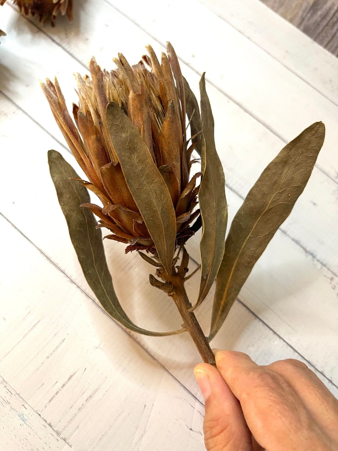 Large Dried Protea Head for Home Decor, Flower Arrangements and Craft ...