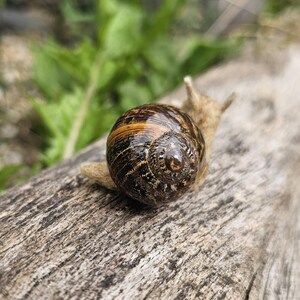 Felted Snail - Handmade Needle Felted Realistic Snail, Real Shell ...