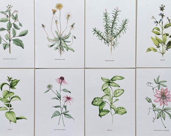 HERB Watercolour prints/A5/Kitchen Art/Herbarium/Dandelion/Echinachea/Passionflower/Basil/Sage/Mint/Lemon Myrtle/Rosemary