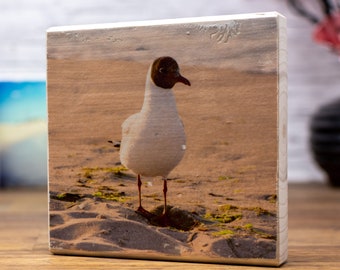 Wooden picture - black-headed seagull