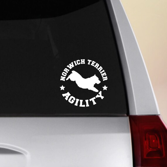 norwich terrier agility