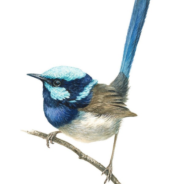 Superb Blue Wren - fine art limited edition giclée bird print