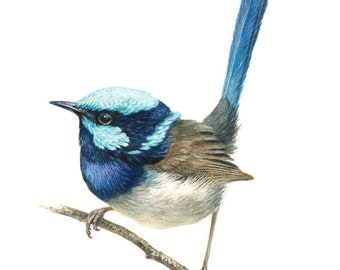 Superb Blue Wren - fine art limited edition giclée bird print