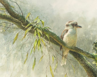 Australian Kookaburra -fine art limited edition giclée print (Echoes)