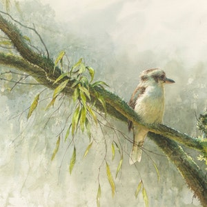 Australian Kookaburra -fine art limited edition giclée print (Echoes)