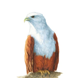 Brahminy Kite - Limitierte Edition Kunstdruck