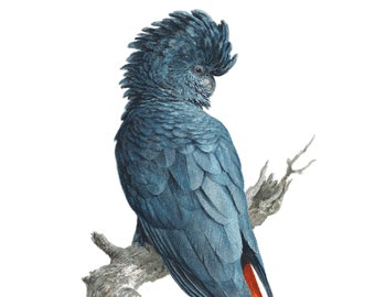 Black Cockatoo - fine art limited edition giclee print