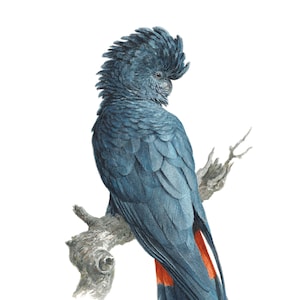 Black Cockatoo - fine art limited edition giclee print