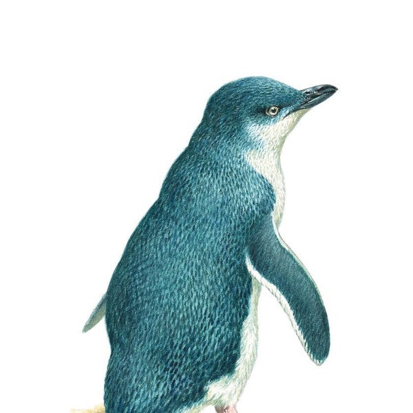 Little Penguin -fine art limited edition giclée bird print