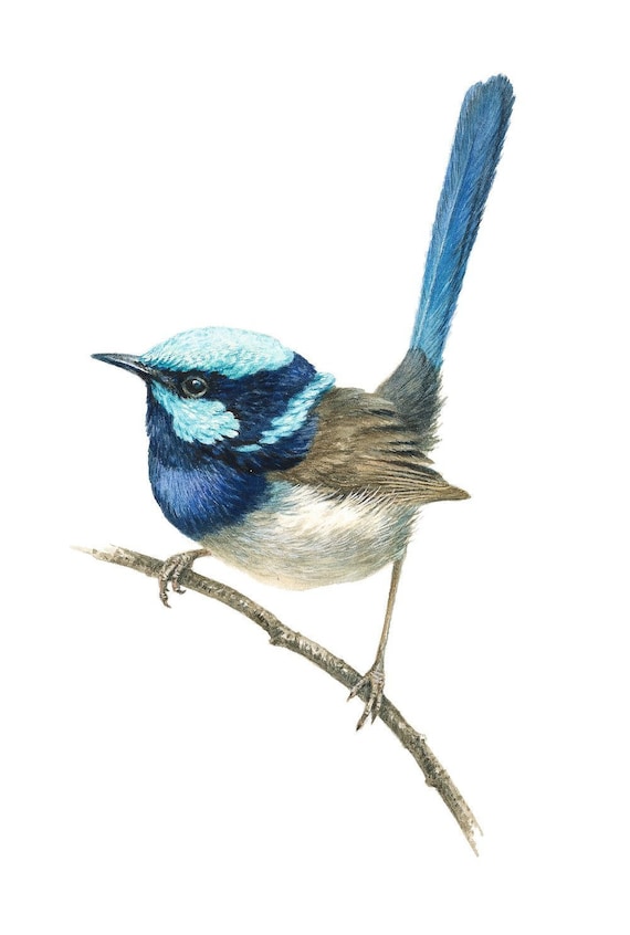 Superb Blue Wren Fine Art Limited Edition Giclée Bird Print | Etsy