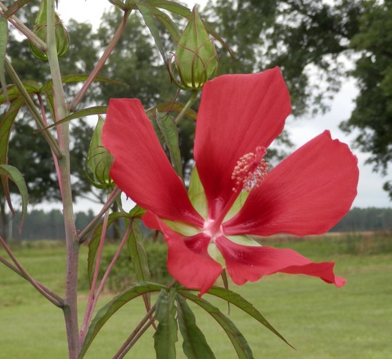 HIBISCUS COCCINEUS flower RED 10 Seeds