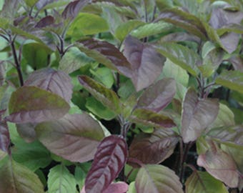 Red Holy Basil Seeds - Krishna Tulsi - Ocimum Sanctum - 200+ seeds!
