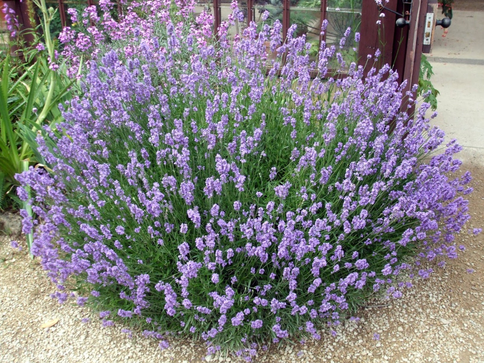 Lavender Seeds Lavandula Angustifolia Vera Approx. 200 Etsy