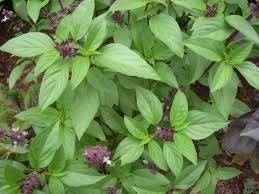 Thai Basil Seeds - Ocimum basilicum - Approx. 200 seeds - .5g