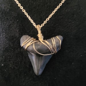 Large Shark Tooth Necklace