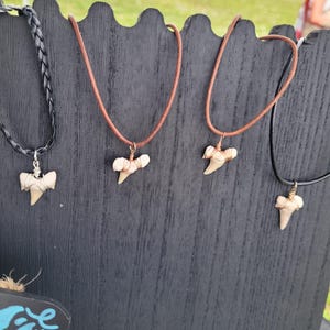 Shark Tooth Necklace