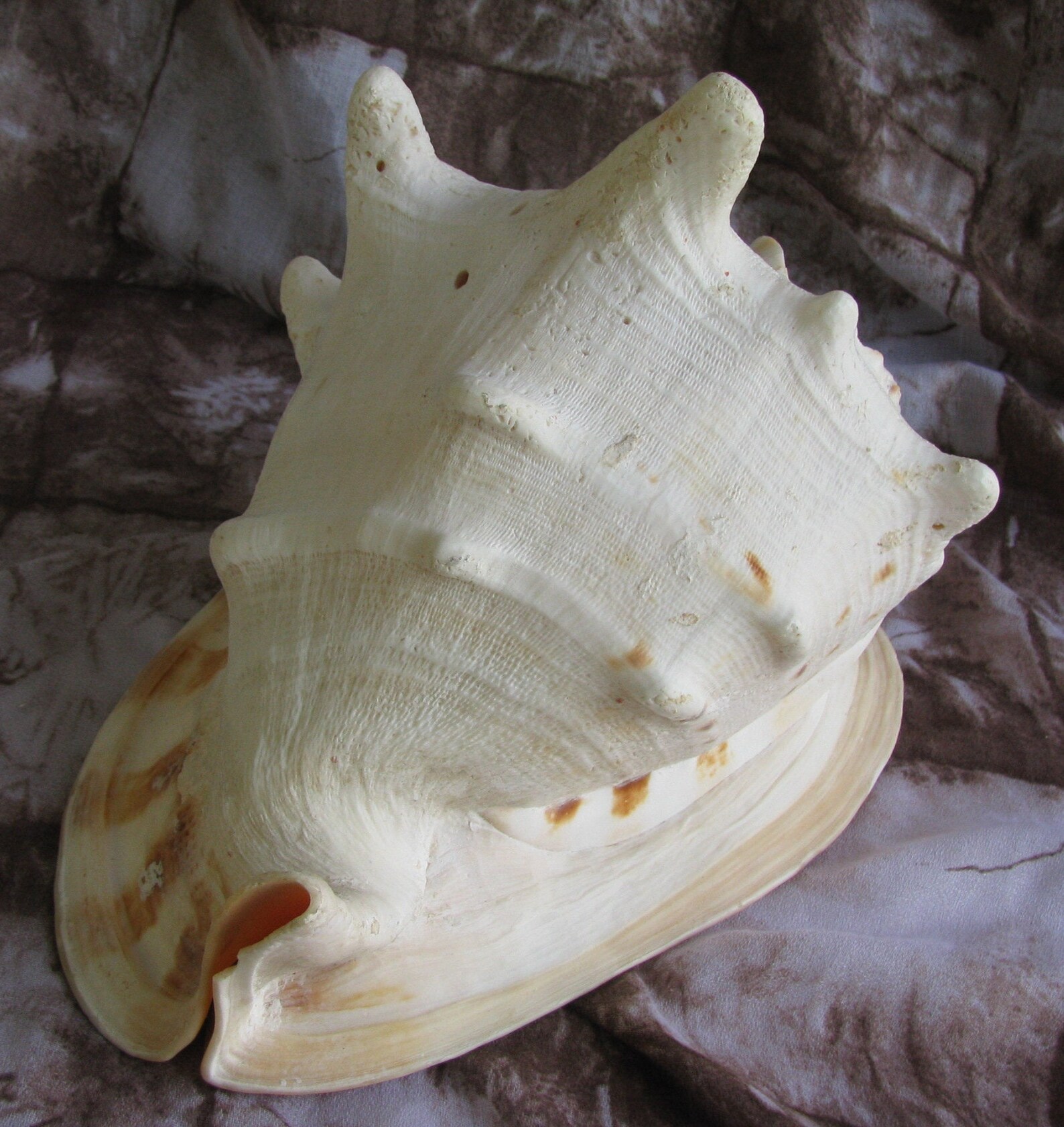 Large King Helmet Conch Shell 12 X 8.5 X 8.5 - Etsy