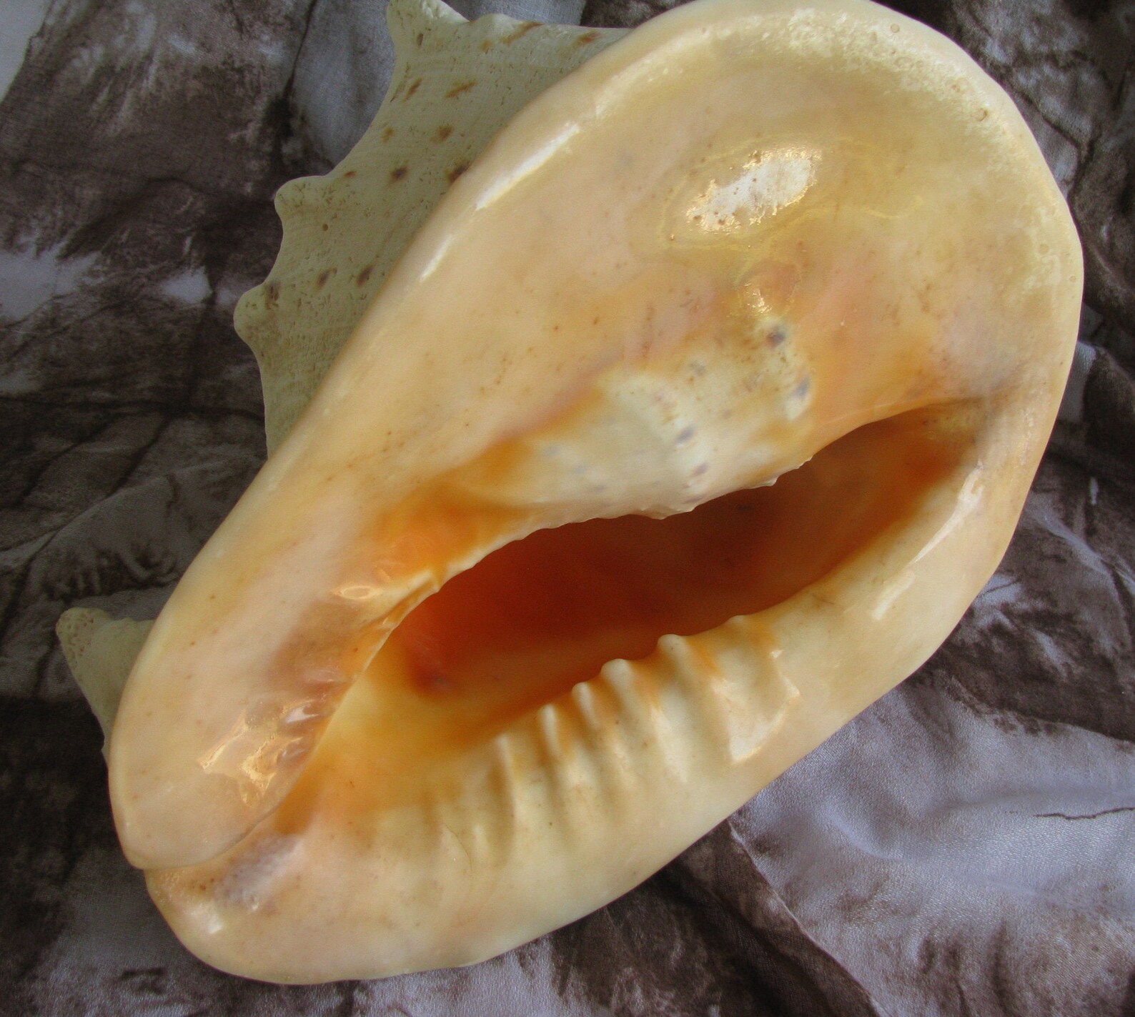 Large King Helmet Conch Shell 12 X 8.5 X 8.5 Etsy