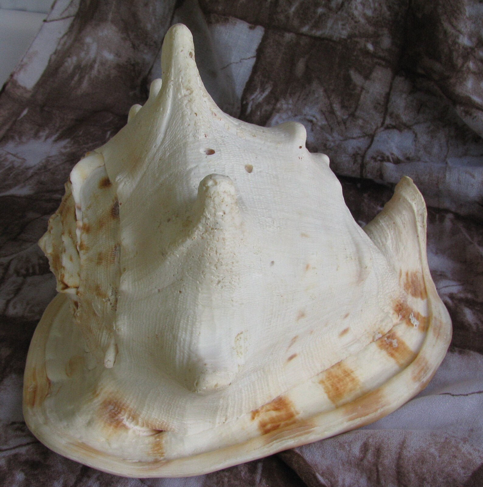 Large King Helmet Conch Shell 12 x 8.5 x 8.5 | Etsy