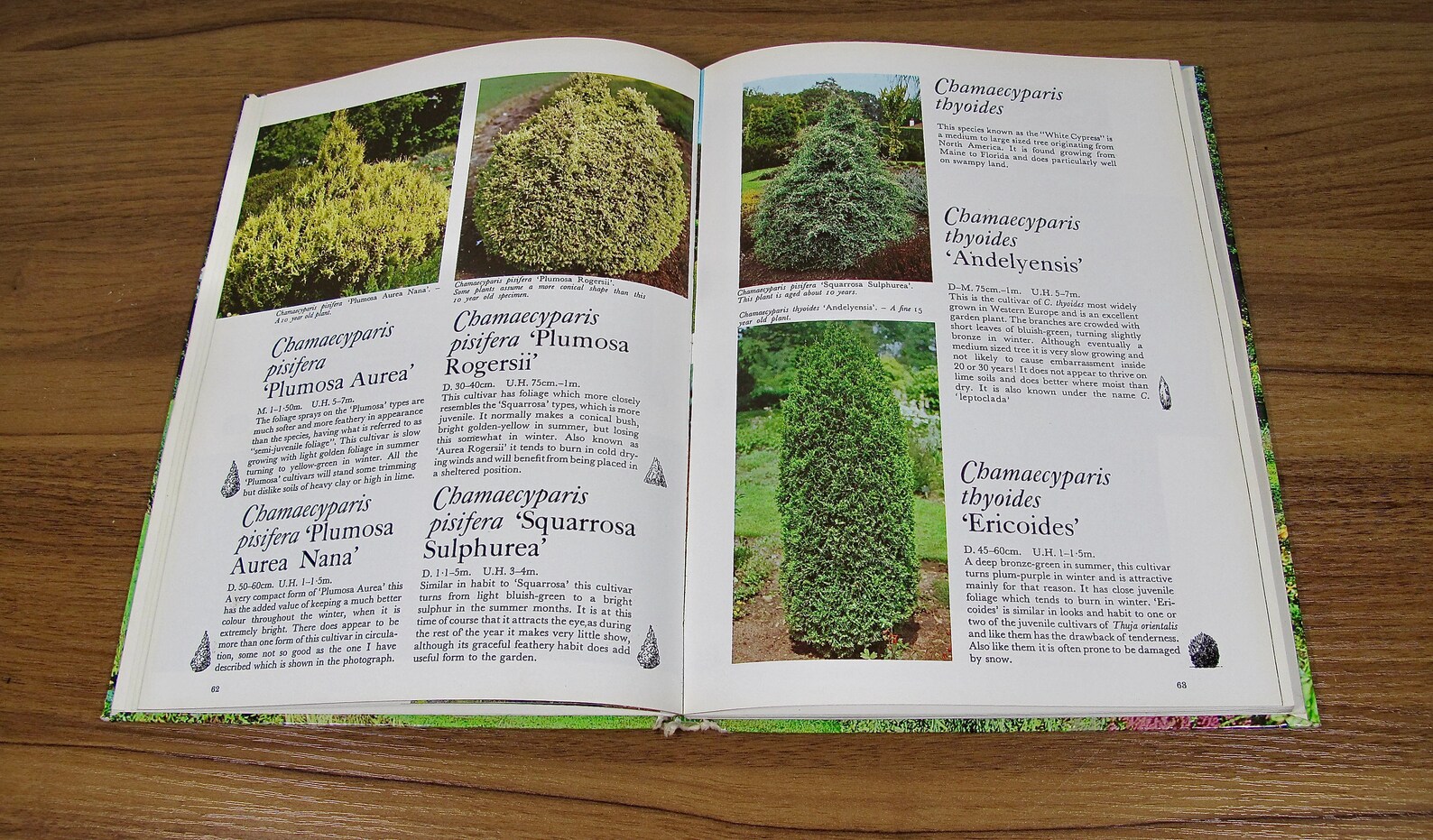 Vintage Conifers for Your Garden Book Display Books Vintage - Etsy