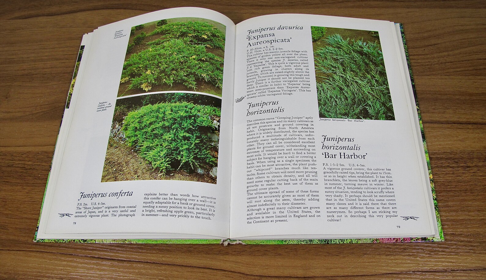Vintage Conifers for Your Garden Book Display Books Vintage - Etsy
