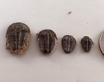 ユタ州カンブリア紀の100%天然エルラシア三葉虫化石4個セット 243