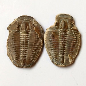 May include: Two fossilized trilobites, one brown and one gray, with detailed segmented bodies. The trilobites are preserved in a natural rock matrix.