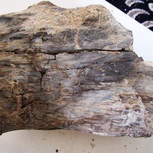 Könnte beinhalten: Ein großes Stück versteinerten Holzes in Grau- und Brauntönen. Das Holz hat eine natürliche, raue Textur und zeigt die Maserung des Holzes.