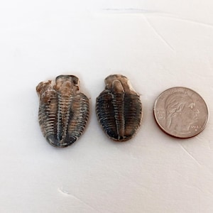 May include: Two fossilized trilobites with a quarter for size comparison. The trilobites are brown and tan, with segmented bodies and visible details. The quarter shows the profile of a person.
