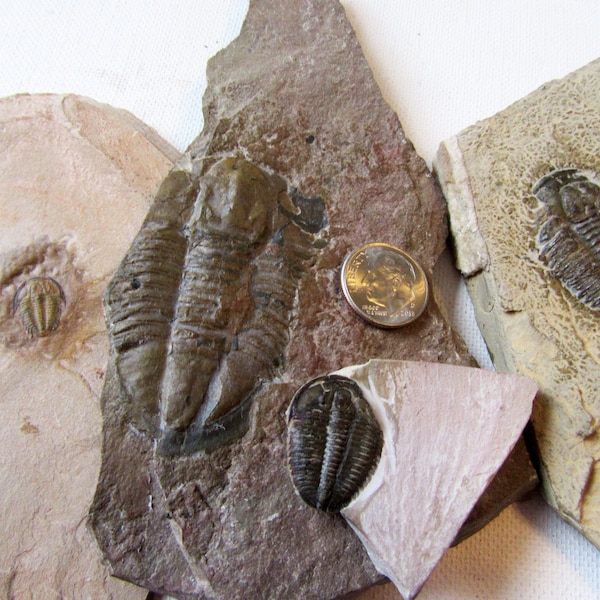 4 Trilobies mixed lot, Elrathia Kingii, Modocia Typicalis, Asaphiscus wheeleri Trilobites in the matrix