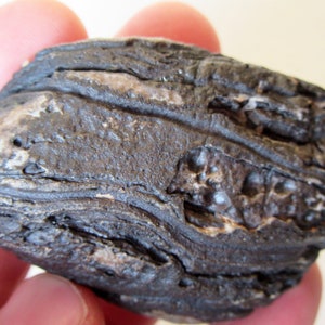 Weathered Limestone Rock Garden Decor: Desert Varnish Stone