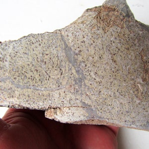 Dinosaur Bone piece