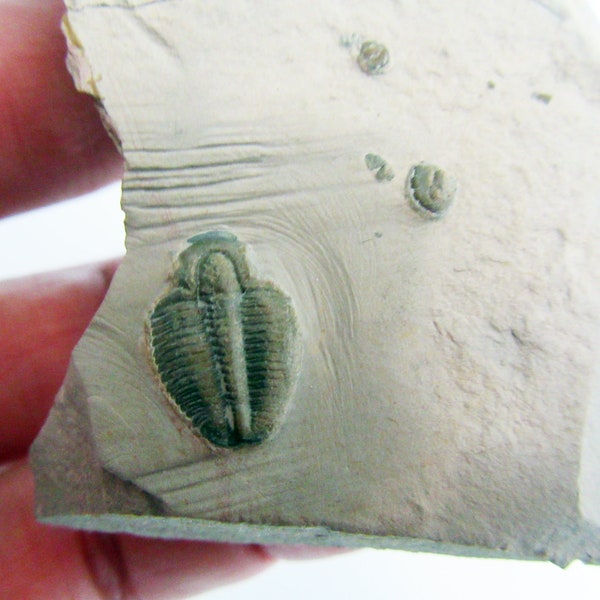 Elrathia Kingii Trilobite, in the matrix