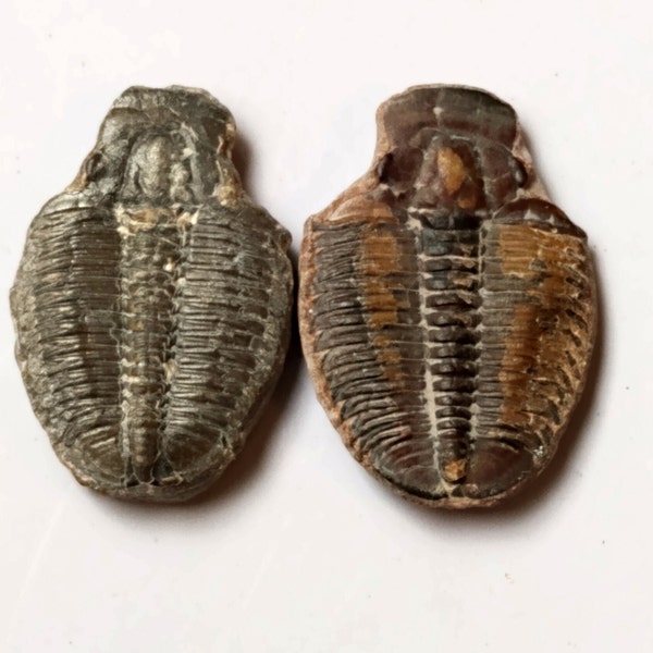 2 small Elrathia Kingii Trilobites