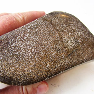 Large Dinosaur Gem Bone freeform chunk