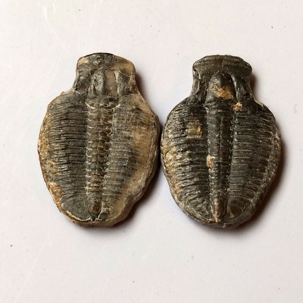 2 Trilobites Elrathia Kingii Trilobite 500 million year old Fossil