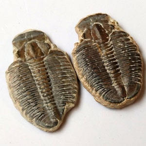 May include: Two fossilized trilobites, one brown and one gray, with detailed segmented exoskeletons.