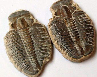 2 Trilobites Elrathia Kingii Trilobite 500 Million Year Old Fossil ...