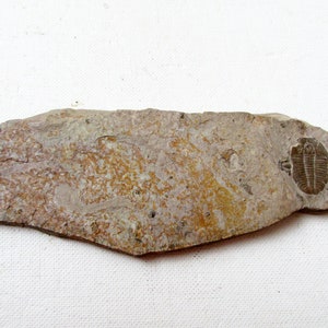 May include: A fossilized trilobite embedded in a light brown, tan, and gray rock. The trilobite is a dark brown color and is well-preserved.